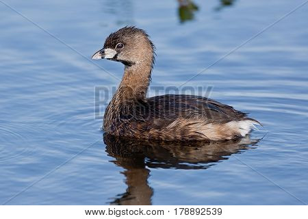 Pied-billed grebe also know as american dabchick swimming in pond.