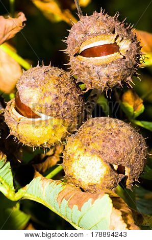 Spiky capsules of a horse-chestnut (Aesculus hippocastanum) with the seeds inside. t