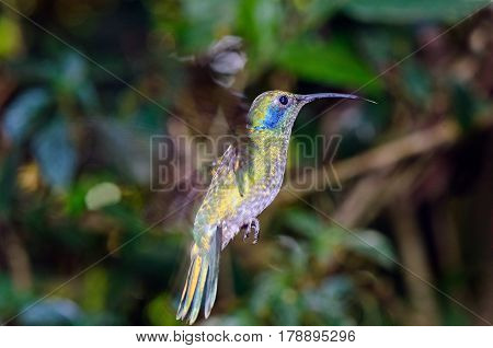 Beautiful green violet-ear (Colibri thalassinus) in flight.