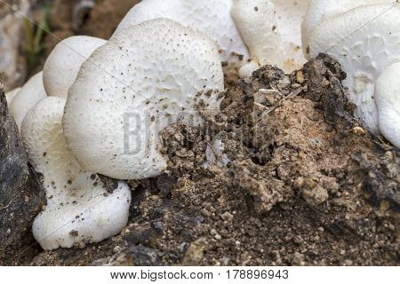 Lentinus Squarrosulus Naturally Grow From Decay Tree Stump