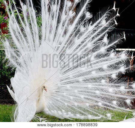 White peacock with outspread tail on the lawn