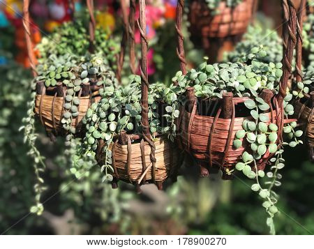 Beautiful green creeper plant in wooven basket (Dischidia nummularia Variegate) - selective focus