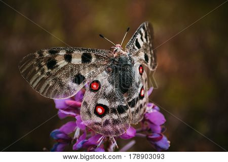 Butterfly on the color with red spots on wings volatile