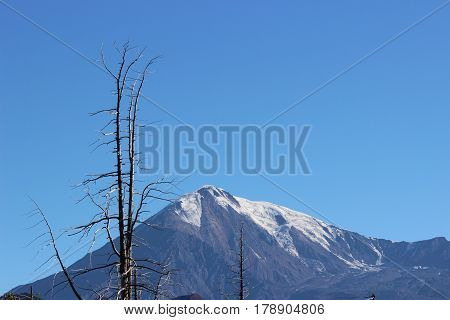 Dead Forest, Tolbachik volcano Kamchatka Russia, sunny day
