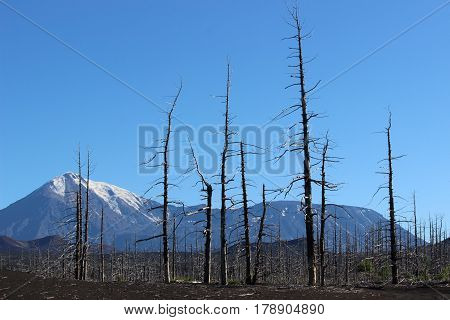 Dead Forest, Tolbachik volcano Kamchatka Russia, sunny day