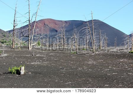 Dead Forest, Tolbachik volcano Kamchatka Russia, sunny day
