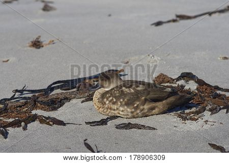 Crested Duck (Lophonetta specularioides specularioides) on a sandy beach on Sealion Island in the Falkland Islands.