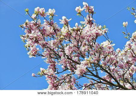 Beautifull Magnolia Tree And Flowers In Easter