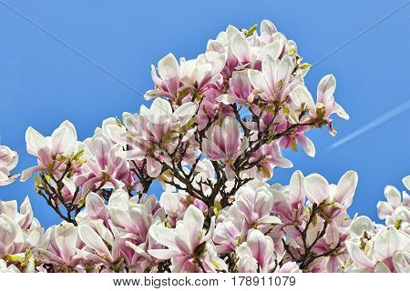 Beautifull Magnolia Tree And Flowers In Easter