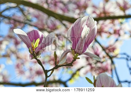 Beautifull Magnolia Tree And Flowers In Easter