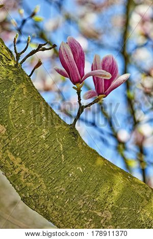 Beautifull Magnolia Tree And Flowers In Easter