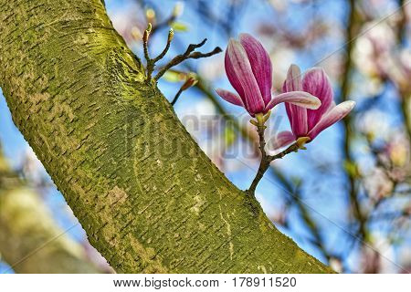 Beautifull Magnolia Tree And Flowers In Easter