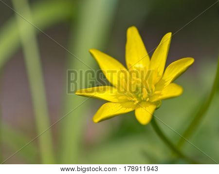 A Yellow Flower In Spring
