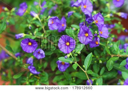Purple Solanum Rantonetti Flowers, Purple Color In Field
