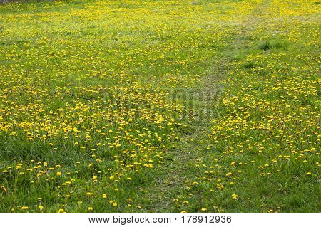 Green Meadow Of Sonchus Flowers. Path Road