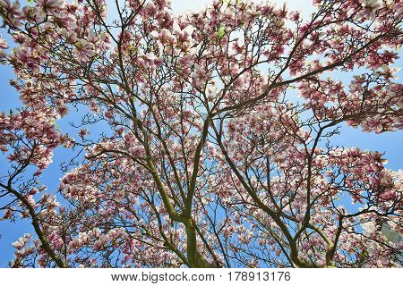 Beautifull Magnolia Tree And Flowers In Easter