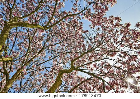 Beautifull Magnolia Tree And Flowers In Easter