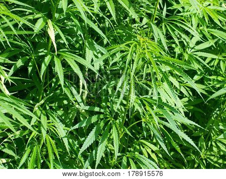 Hemp Background