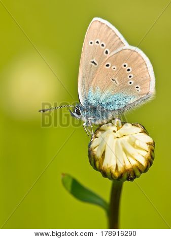 Mazarine Blue Butterfly On A Flower