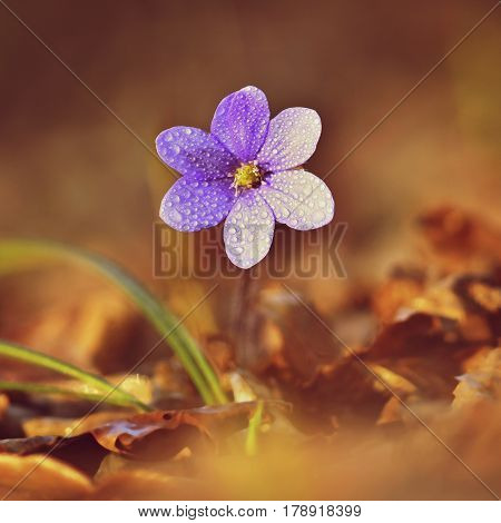 Spring Flower. Beautiful Blooming First Small Flowers In The Forest. Hepatica. (hepatica Nobilis)