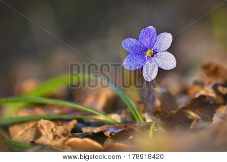 Spring flower. Beautiful blooming first small flowers in the forest. Hepatica. (Hepatica nobilis)