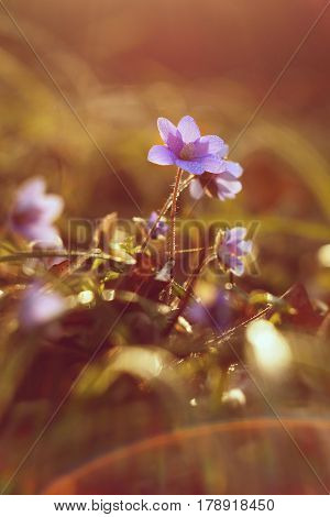 Spring flower. Photos old manual lens Helios. Beautiful blooming first small flowers in the forest. Hepatica. (Hepatica nobilis)