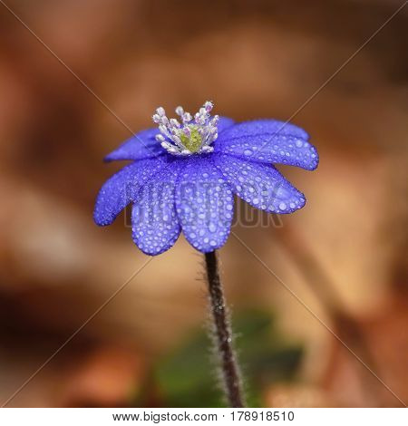 Spring Flower. Beautiful Blooming First Small Flowers In The Forest. Hepatica. (hepatica Nobilis)