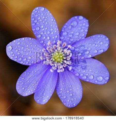 Spring Flower. Beautiful Blooming First Small Flowers In The Forest. Hepatica. (hepatica Nobilis)