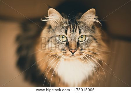 Ray Cat With Green Eyes. Gray Cat. Striped Not Purebred Kitten.