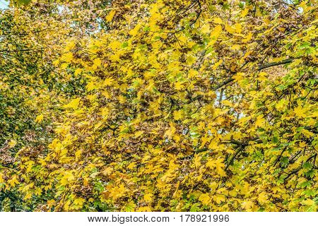 Dense autumn leaves on the maple trees. Natural vegetable background with yellowing leafs.