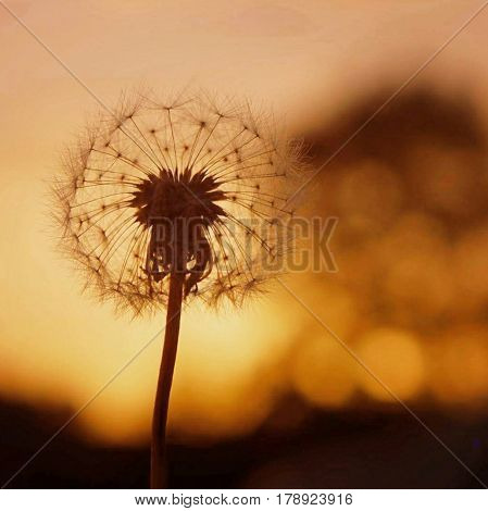 Photo of dandelion in sunset with yellow background and bookeh