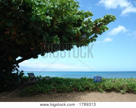 Beach Tree - Maui