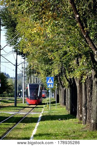 The tram passes a grassy track beneath the avenue of maple trees