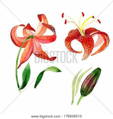 Wildflower leopard lily flower in a watercolor style isolated.  Aquarelle wild flower for background, texture, wrapper pattern, frame or border.