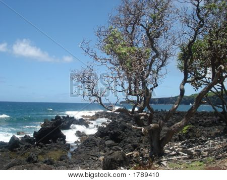 Rocky Shores - Maui