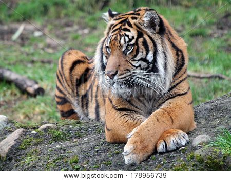 Closeup of a Sumatran Tiger with Legs Crossed