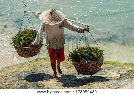 NUSA LEMBONGAN, INDONESIA - OCTOBER 3, 2012: Man collecting seaweed on Nusa Lembongan Island in Indonesia