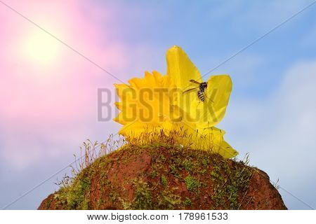 Yellow narcissus (Narcissus pseudonarcissus) with bee before blue  sky on moss with sun
