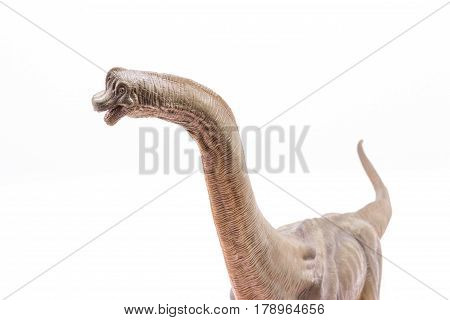 Head And Neck Close Of Brown Brachiosaurus Altithorax From The Late Jurassic Full Body White Backgro