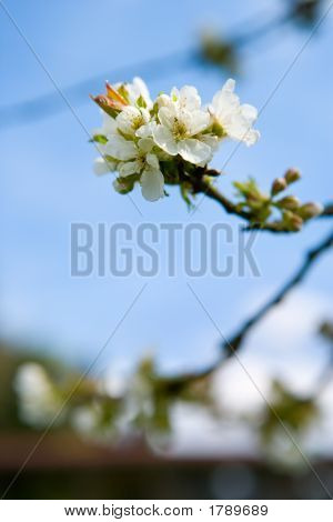 Its Time Of Prosperity And Bloom