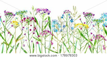 Floral seamless border of a wild flowers and herbs on a white background.Forget-me-not, vetch,timothy grass,spike. Watercolor hand drawn illustration.