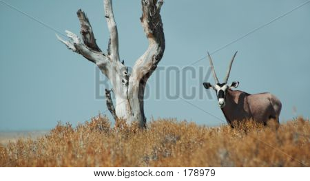 Přímorožec v Etosha