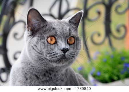 Chat gris avec des yeux, British Shorthair bleu