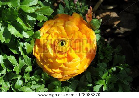 Beautiful Persian Buttercup flower orange macro close up