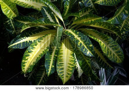 Croton Codiaeum variegatum pictum cv. plant leaves green and yellow