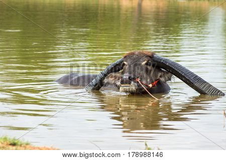 Buffalo with extra long horn in rural of Thailand.