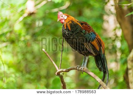 Thai native chicken holding on branch in public park