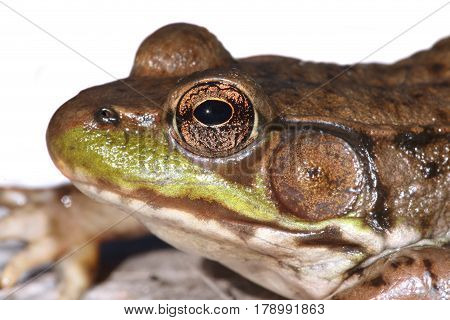 Close-up of a Green Frog (Rana clamitans) on a white background