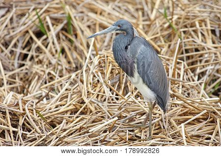 Tricolored Heron (Egretta tricolor) in the Florida Everglades