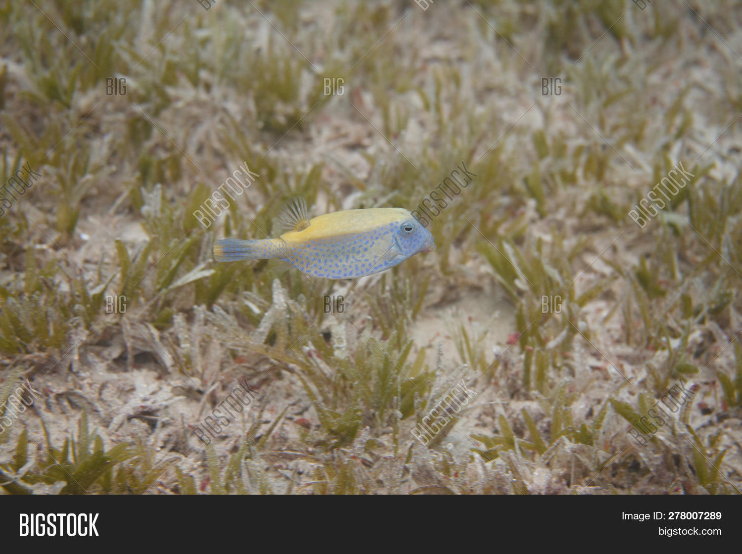 carnage largemouth bluetail